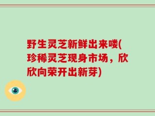 野生灵芝新鲜出来喽(珍稀灵芝现身市场，欣欣向荣开出新芽)