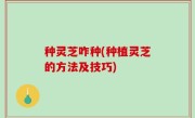 种灵芝咋种(种植灵芝的方法及技巧)