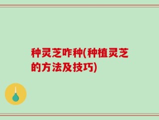 种灵芝咋种(种植灵芝的方法及技巧)