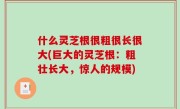 什么灵芝根很粗很长很大(巨大的灵芝根：粗壮长大，惊人的规模)