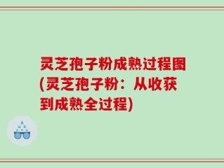 灵芝孢子粉成熟过程图(灵芝孢子粉：从收获到成熟全过程)