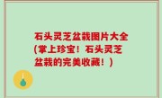 石头灵芝盆栽图片大全(掌上珍宝！石头灵芝盆栽的完美收藏！)