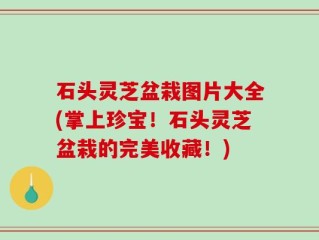 石头灵芝盆栽图片大全(掌上珍宝！石头灵芝盆栽的完美收藏！)