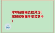 球球招财猫去挖灵芝(球球招财猫寻觅灵芝中)