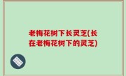 老梅花树下长灵芝(长在老梅花树下的灵芝)