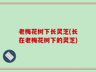 老梅花树下长灵芝(长在老梅花树下的灵芝)