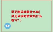 灵芝刚采闻着什么味(灵芝采摘时散发出什么香气？)