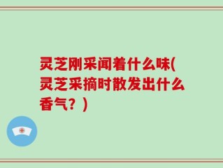 灵芝刚采闻着什么味(灵芝采摘时散发出什么香气？)