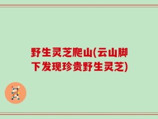 野生灵芝爬山(云山脚下发现珍贵野生灵芝)
