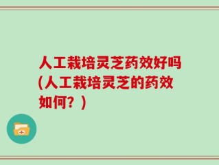 人工栽培灵芝药效好吗(人工栽培灵芝的药效如何？)