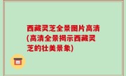 西藏灵芝全景图片高清(高清全景揭示西藏灵芝的壮美景象)