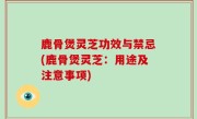 鹿骨煲灵芝功效与禁忌(鹿骨煲灵芝：用途及注意事项)