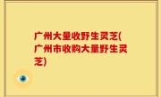 广州大量收野生灵芝(广州市收购大量野生灵芝)