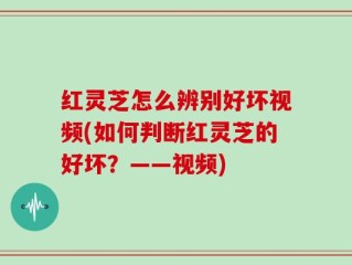 红灵芝怎么辨别好坏视频(如何判断红灵芝的好坏？——视频)