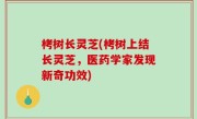 栲树长灵芝(栲树上结长灵芝，医药学家发现新奇功效)