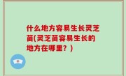 什么地方容易生长灵芝苗(灵芝苗容易生长的地方在哪里？)