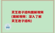 灵芝孢子结构图解视频(图解视频：深入了解灵芝孢子结构)
