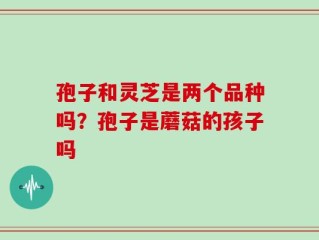 孢子和灵芝是两个品种吗？孢子是蘑菇的孩子吗