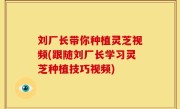 刘厂长带你种植灵芝视频(跟随刘厂长学习灵芝种植技巧视频)