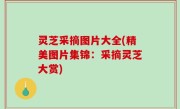灵芝采摘图片大全(精美图片集锦：采摘灵芝大赏)