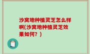 沙窝地种植灵芝怎么样啊(沙窝地种植灵芝效果如何？)