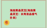 海南黄桑灵芝(海南黄桑灵芝：长寿圣品香气扑鼻)