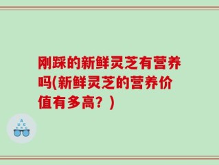 刚踩的新鲜灵芝有营养吗(新鲜灵芝的营养价值有多高？)