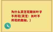 为什么灵芝花期长叶子不开花(灵芝：长叶不开花的奥秘。)