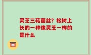 灵芝三萜菌丝？松树上长的一种像灵芝一样的是什么