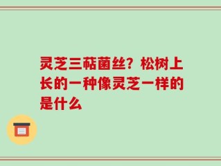 灵芝三萜菌丝？松树上长的一种像灵芝一样的是什么