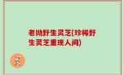 老拗野生灵芝(珍稀野生灵芝重现人间)