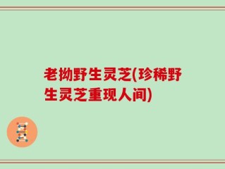 老拗野生灵芝(珍稀野生灵芝重现人间)