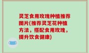 灵芝食用玫瑰种植推荐图片(推荐灵芝花种植方法，搭配食用玫瑰，提升饮食健康)