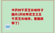 中药材干灵芝长啥样子图片(药材界灵芝之王干灵芝长啥样，看图就够了)