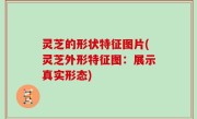 灵芝的形状特征图片(灵芝外形特征图：展示真实形态)