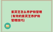 紫灵芝怎么养护和管理(有效的紫灵芝养护和管理技巧)