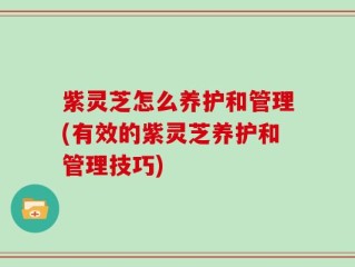 紫灵芝怎么养护和管理(有效的紫灵芝养护和管理技巧)