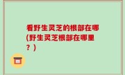 看野生灵芝的根部在哪(野生灵芝根部在哪里？)
