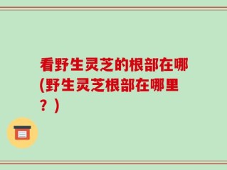 看野生灵芝的根部在哪(野生灵芝根部在哪里？)