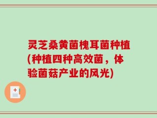 灵芝桑黄菌槐耳菌种植(种植四种高效菌，体验菌菇产业的风光)