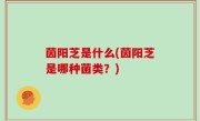 茵阳芝是什么(茵阳芝是哪种菌类？)