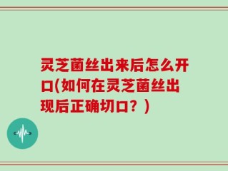 灵芝菌丝出来后怎么开口(如何在灵芝菌丝出现后正确切口？)