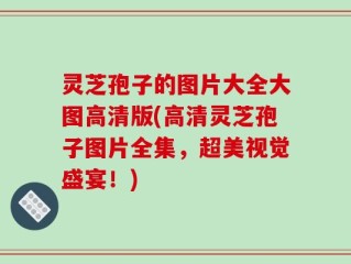 灵芝孢子的图片大全大图高清版(高清灵芝孢子图片全集，超美视觉盛宴！)