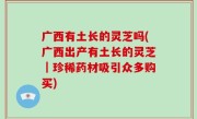 广西有土长的灵芝吗(广西出产有土长的灵芝｜珍稀药材吸引众多购买)
