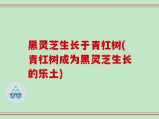 黑灵芝生长于青杠树(青杠树成为黑灵芝生长的乐土)