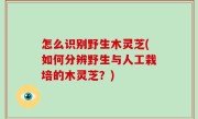 怎么识别野生木灵芝(如何分辨野生与人工栽培的木灵芝？)