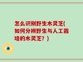 怎么识别野生木灵芝(如何分辨野生与人工栽培的木灵芝？)