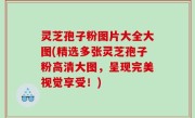 灵芝孢子粉图片大全大图(精选多张灵芝孢子粉高清大图，呈现完美视觉享受！)