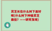 灵芝长在什么树下面好呢(什么树下种植灵芝最佳？——研究发现)