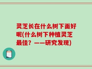 灵芝长在什么树下面好呢(什么树下种植灵芝最佳？——研究发现)
